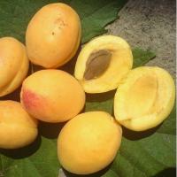 абрикос ананасный