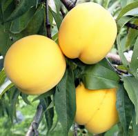 абрикос нектариновый