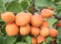 ba488216-c9e5-11ef-8915-246e9611e8f5-1