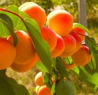 129ad37d-bee0-11f0-891d-246e9611e8f7-1