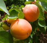 867e9967-bee5-11f0-891d-246e9611e8f7-1